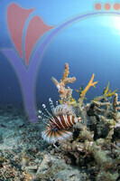 Tioman Island - Pahang