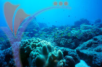 Tenggol Island - Terengganu