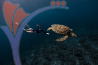 Sipadan 16
