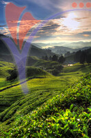 Cameron Highland, Malaysia.