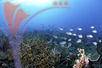 Tioman Island - Pahang