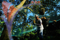 Durian Farmer