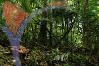 Royal Belum National Park
