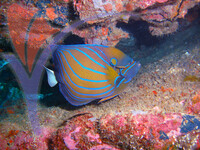 Tenggol Island - Terengganu