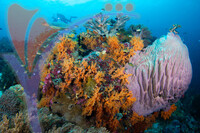 Sipadan 8