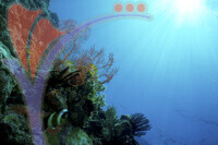 Mataking Island - Sabah