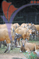 Melaka Zoo