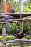 Orang Utan 3