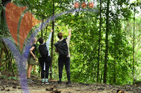 Fraser's Hill International Bird Race