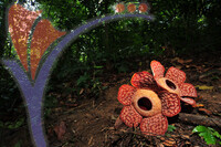 Rafflesia 1 - Perak