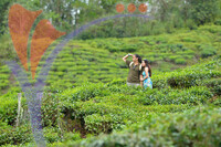 Sabah Tea Plantation
