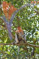 Proboscis Monkey, Sabah