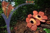 Rafflesia 1 - Perak