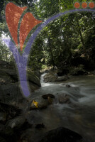 Sungai Tua Waterfall