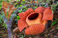 Rafflesia