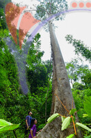 Tasik Pedu