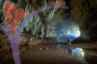 Mulu Deer Caves, Sarawak