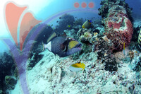 Sipadan Island - Sabah