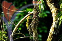 Fraser's Hill International Bird Race