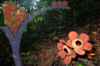 Rafflesia 1 - Perak