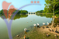Wetland