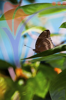 Kuala Lumpur Bird Park - Kuala Lumpur