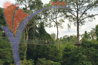 Kuala Koh