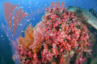 Tioman Island - Pahang