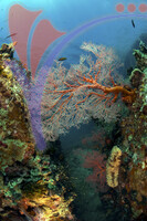 Tioman Island - Pahang