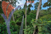 Rainforest Discovery Centre