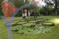 Eco & Agro Tourism - Tenom Agriculture Sarawak
