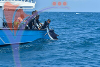 The Royal Pahang Billfish International Challenge