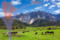 Ladang Tenusu Desa Cattle