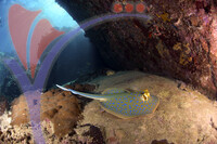 Tioman Island - Pahang