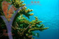Tenggol Island - Terengganu