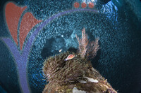 Sipadan 27