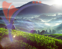 Cameron Highland Tea Plantation