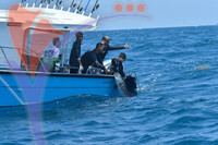 The Royal Pahang Billfish International Challenge
