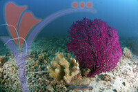 Tioman Island - Pahang