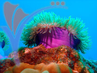 Tenggol Island - Terengganu