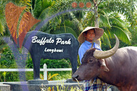 Buffalo Park