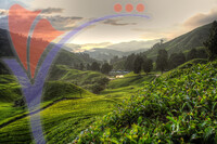 Cameron Highland
