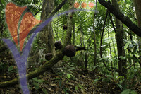 Royal Belum National Park