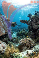 Sipadan 5