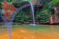 Rainforest Natural Pool