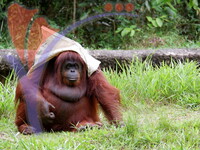 Orang Utan