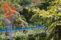 Forest Skywalk
