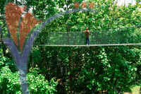 Canopy Walk Guar Chenderai , Perlis