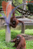 Orang Utan