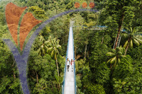 Forest Skywalk